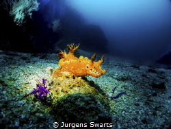 nudibranch shot with my canon g 12 with wide angle setup ... by Jurgens Swarts 